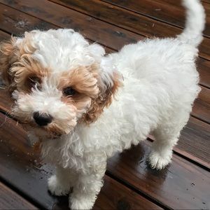 Meet your Posher, Patty